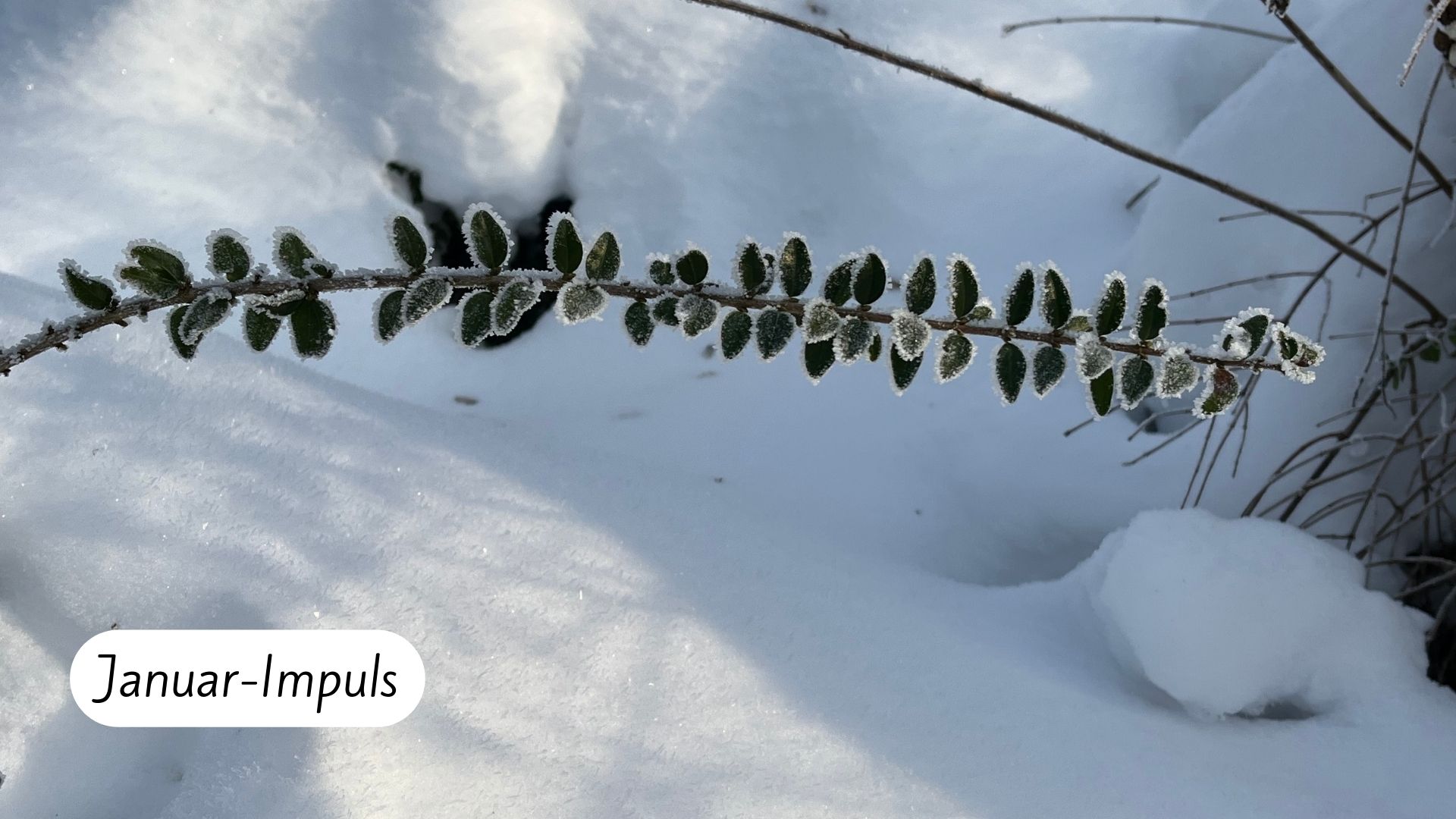 Schnee, Zweig mit Blättern
